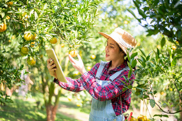 Beautiful woman gardener in a citrus orchard, picking oranges with a wicker basket organic orange tree plant garden and harvesting ripe orange crop is agriculture smart harvesting and plantation.