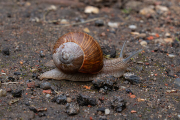 snail on the road
