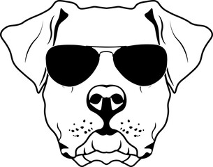 Dogo Argentino In Sunglasses