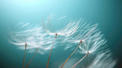 Beauty in nature dandelion seeds closeup blowing in blue green turquoise background.