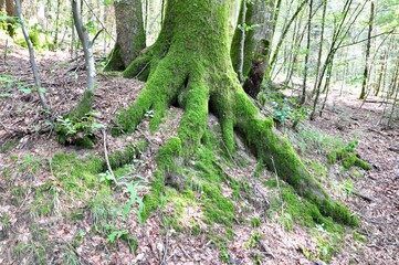 Massive beech roots massive roots overgrown with green moss.Beech Tree Forest in Spring, Moss Covered Roots, National Park Risnjak forest, Croatia.Tree trunk with strong roots attached to the ground 