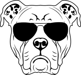 Dorset Olde Tyme Bulldogge In Sunglasses