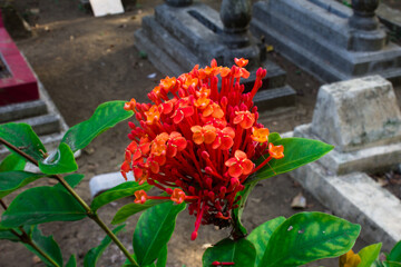 flowers in the garden