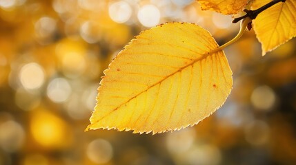 Obraz premium yellow autumn leaf. A bright orange tree changes with a blurred bokeh background. Golden colors in the park on a light sunny and warm October day