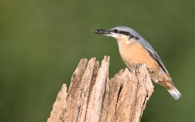 Sitta europaea aka Eurasian nuthatch with the seed in his beak. Very close-up portrait. Isolated on blurred background.