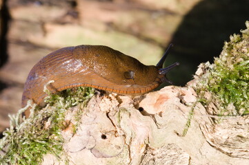 Arion Vulgaris aka Spanish slug. The most Invading animal in Europe and the biggest enemy of every gardener. Czech republic nature.