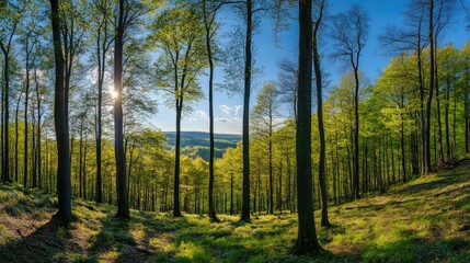 Fototapeta premium Forest spring landscape dense forest trees in the valley in sunny spring weather. Panorama of forest spring nature 