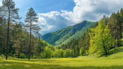 Forest spring landscape  dense forest trees in the valley in sunny spring weather. Panorama of forest spring nature 