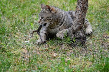 the cat caught the frog and is playing with it
