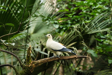 Beautiful Pied imperial pigeon with a nice green background use as HD Wallpaper