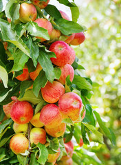 Apple branch with leaves in closeup