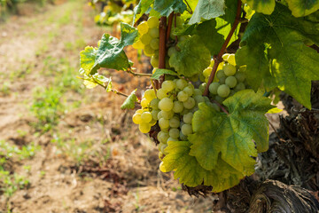 Bunch of grapes to make wine