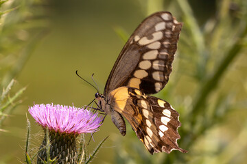 Giant swallowtail on thistle blossom