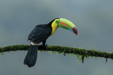 Keel-billed toucan (Ramphastos sulfuratus), also known as sulfur-breasted toucan or rainbow-billed toucan
