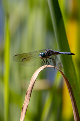 Beautiful dragonflies perched on plants