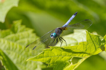 Beautiful dragonflies perched on plants