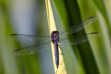 Beautiful dragonflies perched on plants