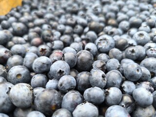 fresh ripe blueberries. High quality photo