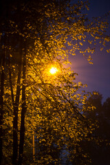 Warm light lantern in the park from below