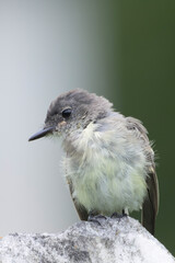 Juvenille Least Flycatcher