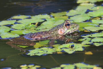 Green frog in pond