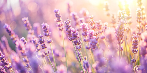 Naklejka premium A soft focus background of lavender plants, bathed in the gentle glow of sunlight The light creates a dreamy and ethereal atmosphere with the delicate petals of lavender Generative AI 