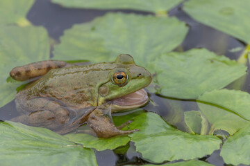 Green frog in pond