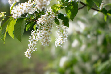 cherry bush