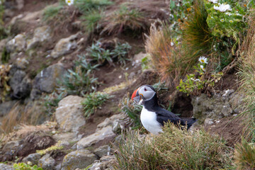 Atlantic Puffin on ocean cliff in Iceland
