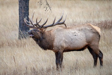 Bull elk bugleing during fall rut