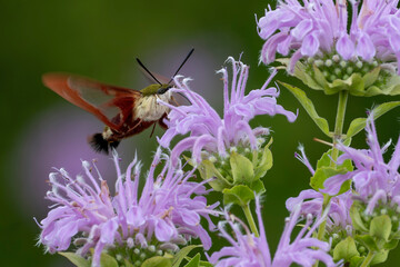 the hummingbird clearwing moth  - Hemaris thysbe