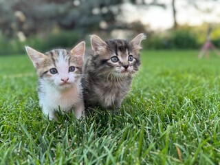 kittens on grass