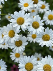 daisies