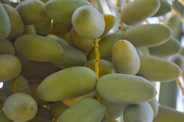 bunch of green dates fruit hanging on tree