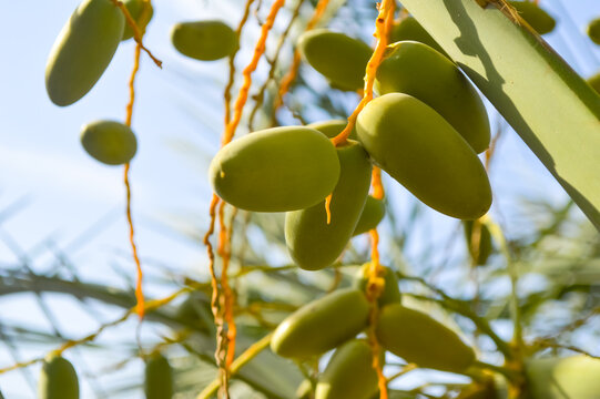 Fresh green dates fruit on tree, natural palm garden
