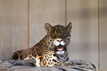 ジャガー（とべ動物園）