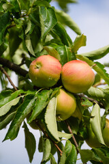 Organic ripe apples on the orchard tree with leaves