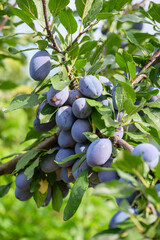 Ripe plums hang on a branch with leaves in an orchard.