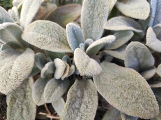 Lamb's-ear (Stachys byzantina) garden flower