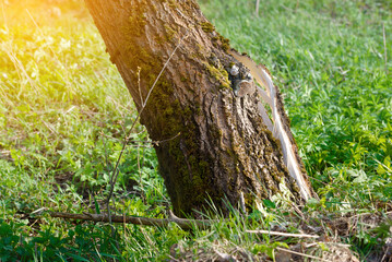 Tree trunk with deep cracks from wind damage. Tree trunk split and damaged by autumn winds.