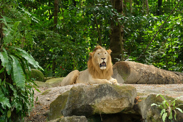 An African male lion at the Singapore Zoo was found to be calm and gave visitors various photo poses.