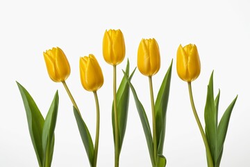 Obraz premium there are four yellow tulips in a vase on a white background 