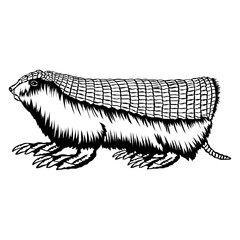 Pink Fairy Armadillo