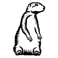 Prairie Dog
