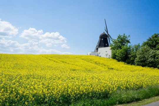Rapeseed field with a windmill