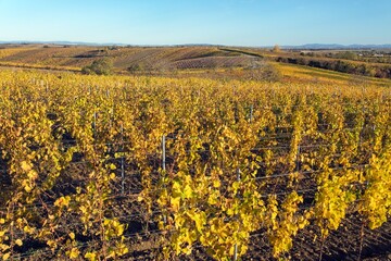 vineyard, autumn in the vineyard yellow coloured