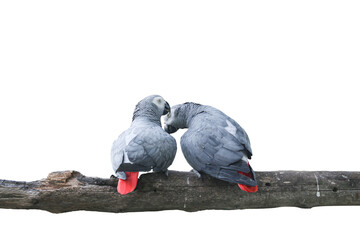 Two parrots are flirting isolated white clipping path © Thaisucculents