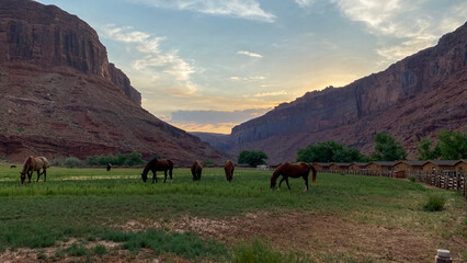 horses in the mountains
