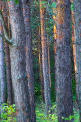pine forest