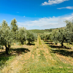 A field of mature green olive trees